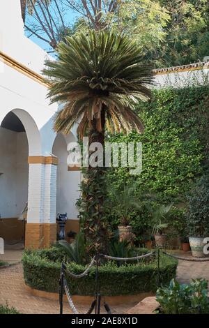 Cycas Revoluta im Palacio de Las Dueñas, Sevilla, Andalusien, Spanien. Stockfoto