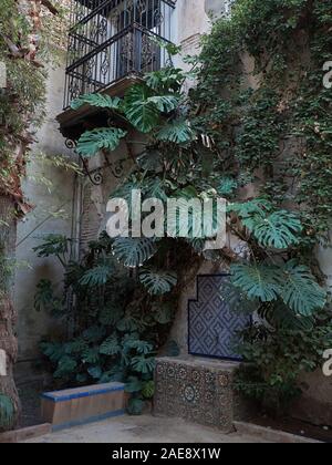 Monstera deliciosa oder Schweizer Käse Werk im Palacio de Las Dueñas, Sevilla, Andalusien, Spanien. Stockfoto