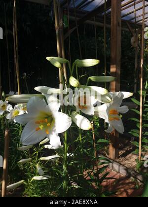 Lilium Royal Régale Album Stockfoto