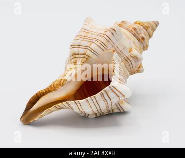 Nahaufnahme eines sea shell auf weißem Hintergrund Stockfoto