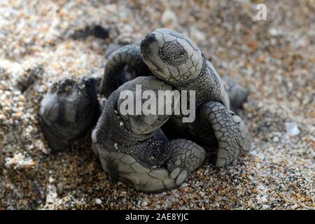 Grüne Meeresschildkröte, Chelonia mydas. Hatchling" Schildkröten Kampf der Oberfläche des Sandes zu erreichen, Bali, Indonesien. Stockfoto