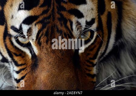 Malaiische tiger Panthera tigris Lormieri, einer vom Aussterben bedrohten Arten. Stockfoto
