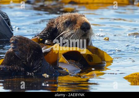 Kalifornien Sea Otter, Enhydra lutris, Morro Bay, Kalifornien. Seeotter wickeln sich in Seetang Treiben von ihren Gefährten zu vermeiden. Dies ermöglicht es t Stockfoto