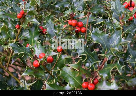 Holly Bush mit roten Beeren und stachelige scharfe Blätter Stockfoto