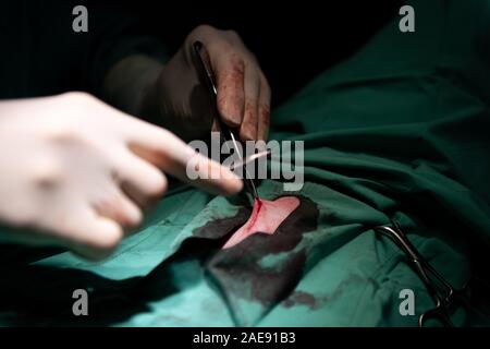 Low Key Beleuchtung bei einem spay Chirurgie an eine Tierklinik in London, Ontario, Kanada Stockfoto