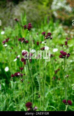 Cirsium rivulare atropurpureum, Bach Distel, ornamentalen Distel, tiefes Purpurrot, Blume, Blumen, Blüte, Lila, Stauden, Stauden, lange gelebt, RM Flora Stockfoto