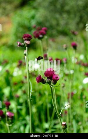 Cirsium rivulare atropurpureum, Bach Distel, ornamentalen Distel, tiefes Purpurrot, Blume, Blumen, Blüte, Lila, Stauden, Stauden, lange gelebt, RM Flora Stockfoto