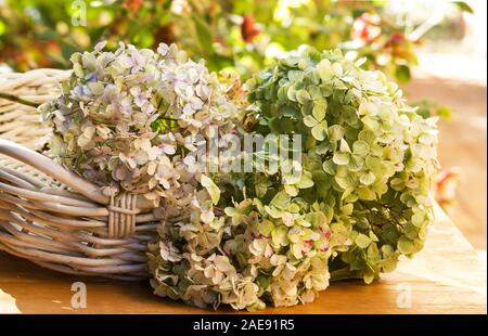 Cut Hortensien in einem Korb Stockfoto
