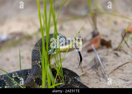 Eastern Hognose Snake mit abgeflachten Nacken auf sandigen Boden mit Gras Stockfoto