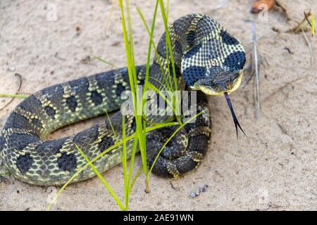 Eastern Hognose Snake mit abgeflachten Nacken auf sandigen Boden mit Gras Stockfoto