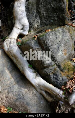 Einer der Vorteile der Wälder ist, dass die Wurzeln den Boden gedrückt. Stockfoto
