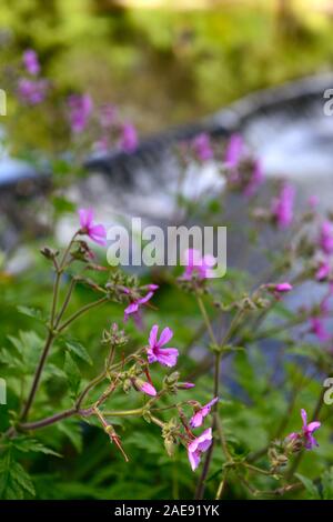 Geranium palmatum, rosa Magenta Blumen, Blüte, krautige Staude, Kanarische Insel, Geranien, RM Floral Stockfoto