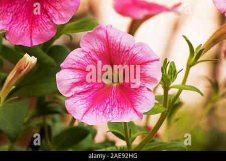 Rosa petunia Nahaufnahme Stockfoto