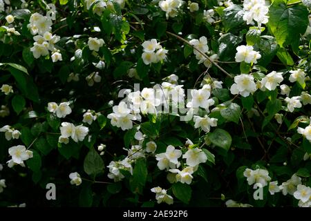 Cornus alba 'Sibirica, weiße Blume, Blumen, Blüte, Laub, Sträucher, duftende, wohlriechend, Nahaufnahme, mock orange, RM Floral Stockfoto