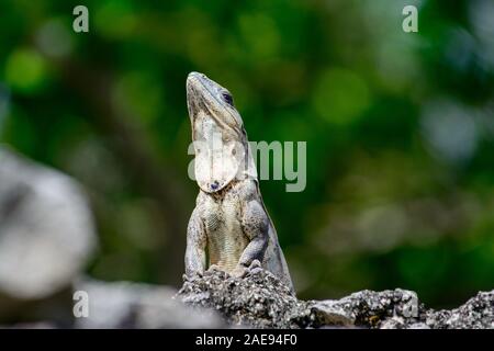 Schwarz stacheligen-tailed Iquana (Ctenosaura Imilis) weibliche Sonnen auf einem Felsen Stockfoto