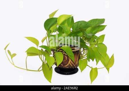 Epipremnum Scindapsus neon Blume im Topf in Studio auf einem weißen Hintergrund. Stockfoto