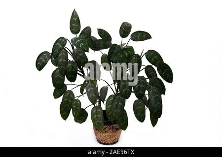 Aglaonema ist eine Gattung von Blütenpflanzen in der Familie der Araceae arum. Auf weissem Hintergrund. Stockfoto