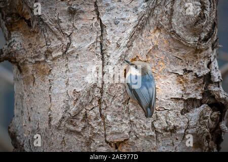 Ein pygmäe Kleiber ist auf einem Baum in der Nähe von Coeur d'Alene, Idaho thront. Stockfoto