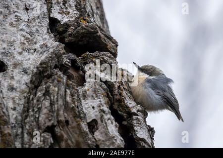 Ein pygmäe Kleiber ist auf einem Baum in der Nähe von Coeur d'Alene, Idaho thront. Stockfoto