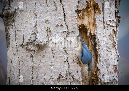 Ein pygmäe Kleiber ist auf einem Baum in der Nähe von Coeur d'Alene, Idaho thront. Stockfoto