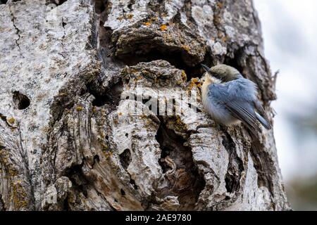 Ein pygmäe Kleiber ist auf einem Baum in der Nähe von Coeur d'Alene, Idaho thront. Stockfoto