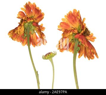 Helenium Mardi Gras (Helen's Flower) isoliert auf weißem Hintergrund Stockfoto