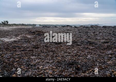 Mallorca Landschaft mediterrane Reiseziel. Detailansicht der Ansammlung von Posidonia Oceanica, autochthonen Wasserpflanzen. Es Trenc Strand ein Stockfoto