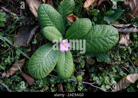 Primula vulgaris Blüte im Herbst bei schönem Wetter Stockfoto