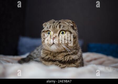 Scottish Fold-tabby Katze, bis Portrait schließen Stockfoto