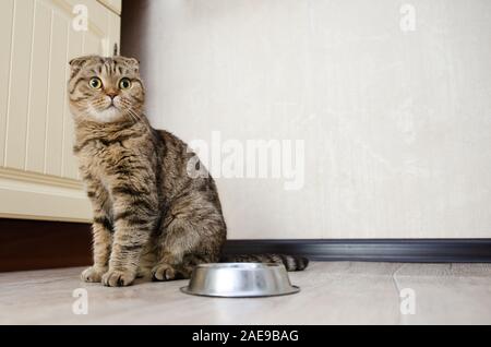 Scottish Fold Katze sitzt auf dem Holzboden in der Küche in der Nähe der leeren Metallplatte. Warten auf das Essen Stockfoto