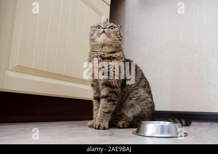 Scottish Fold Katze neben einem futternapf Warten auf das Essen Stockfoto