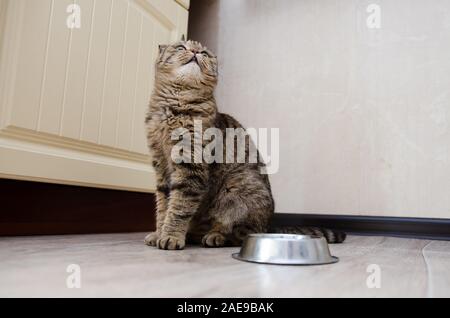 Tabby Scottish Fold Katze neben einem futternapf Warten auf das Essen. Gesunde Katze Diät Stockfoto
