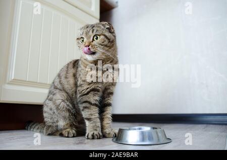 Tabby Scottish Fold cat licks Lippen neben einem leeren Schüssel. Hungrig süße Katze warten auf das Essen Stockfoto