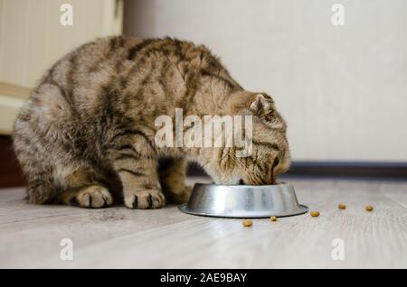 Scottish Fold tabby Katze frisst Trockenfutter auf dem Holzboden in der Küche. Gesunde Katze Diät Stockfoto