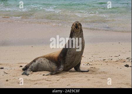 Seelöwen spielen, La Loberia, Isla San Cristobal, Galapagos, Ecuador Stockfoto