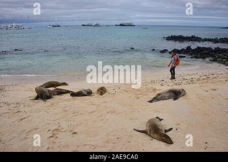 Seelöwen spielen, La Loberia, Isla San Cristobal, Galapagos, Ecuador Stockfoto