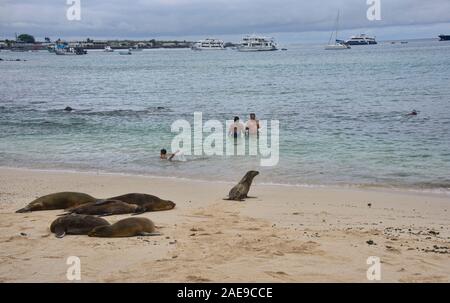 Seelöwen spielen, La Loberia, Isla San Cristobal, Galapagos, Ecuador Stockfoto