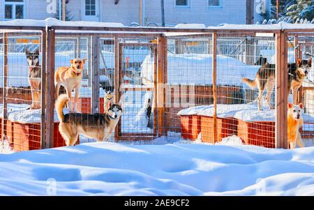 Husky Hunde in Gehäuse in Rovaniemi reflex Stockfoto