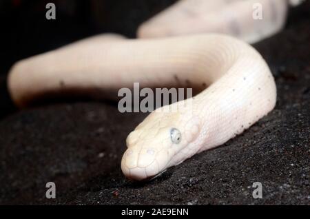 Beaked sea Snake, Enhydrina schistosa, Tulamben, Bali, Indonesien. Stockfoto