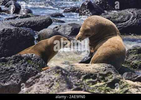 Seelöwen spielen, La Loberia, Isla San Cristobal, Galapagos, Ecuador Stockfoto