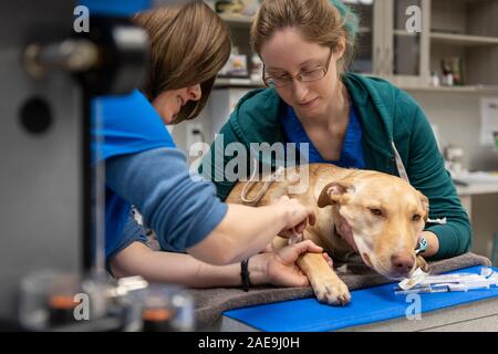 Vet Technician und Tierarzt assistant bereiten Sie eine sechs Monate alte gelbe Lab für eine Routine spay Chirurgie auf einen gelben lab Welpen Stockfoto