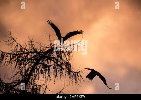 Zwei rote Drachen oben Baumkronen in der Berkshire Wald in der Dämmerung fliegen, gegen bewölkten Himmel. Das eine ist die Landung mit Flügeln aloft statt. Stockfoto