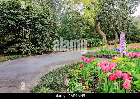 Tulpen blühen an der Bellingrath Gardens, 24. Februar 2018, in Theodore, Alabama. Die 65 Hektar großen Gartenlandschaft eröffnet im Jahr 1932. Stockfoto