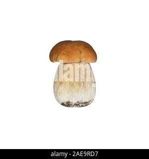 Schöne Boletus edulis auf weißem Hintergrund. Essbar lecker Pilz penny Bun, Steinpilze, Cep, porcino, König Steinpilze Makro. Stockfoto