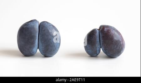 Trendy Hässliches Essen Konzept. Zwei violette Pflaumen auf einem weißen Hintergrund. Obst mit einer seltsamen Form. Das Problem von Speiseresten. Stockfoto