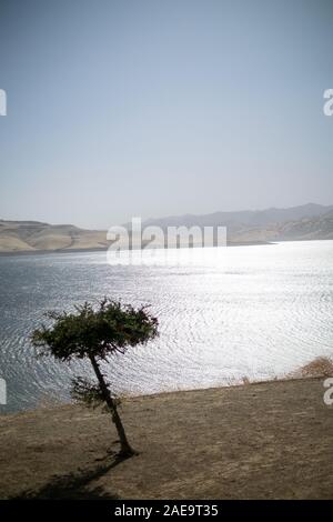 Lone Tree am Ufer des San Luis Reservoirs, dem fünftgrößten Reservoir der USA, an einem helllichten Tag Ende Oktober. Stockfoto