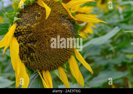 Fading Sonnenblumenkerne auf dem Feld in der Nähe von Stockfoto