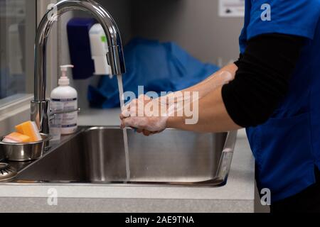 Ein Tierarzt bereitet eine Spay auf einem gelben Lab 6 Monate alten Hund ausführen, indem Sie schrubben in am Waschbecken in Ihrer Klinik. Stockfoto