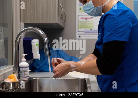 Ein Tierarzt bereitet eine Spay auf einem gelben Lab 6 Monate alten Hund ausführen, indem Sie schrubben in am Waschbecken in Ihrer Klinik. Stockfoto