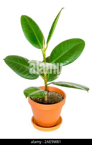 Ficus im Topf auf einem weissem Hintergrund Stockfoto